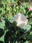 Preview: Kletterrose The Albrighton Rambler